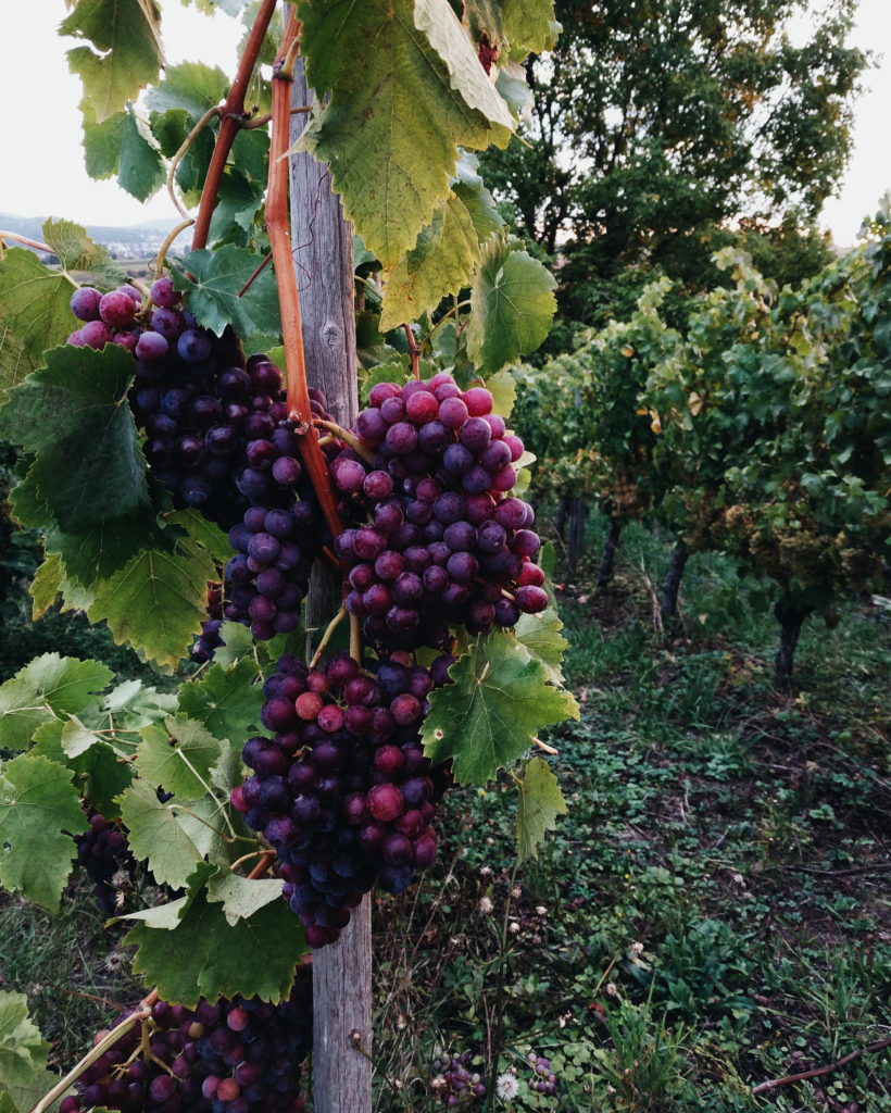 Germany - the Vacation Post | Stephanie Acar, Photographer
